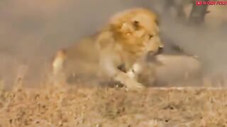 Top 10 Strongest Predators In The Wild - Prey VS Predator