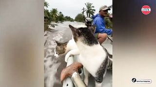survived the flood this cat meowed sadly