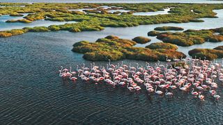 Flock of Flamingos Walking Through Shallow Water