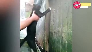 the cat asks to be bathed