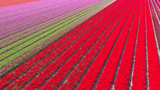 Beautiful tulip fields that bloom with color in the spring