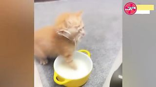 thirsty cats drink milk until they hit their cheeks