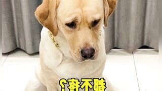 "The Ultimate Funny Animal Fails Compilation