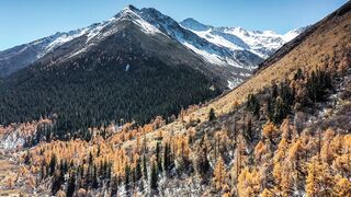 The forest at the foot of the snow mountain is colored by autumn