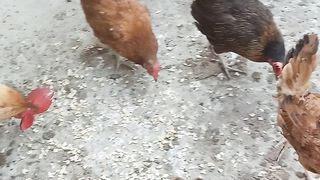 My Pets