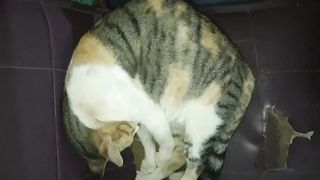 My cat sleeps a lot
