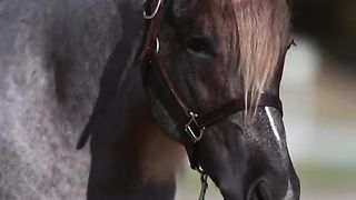 Love hors