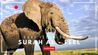 Surah Al Feil