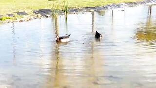 The Serene Lake with Graceful Ducks