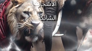 قتال بين الفيل والاسد