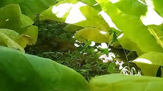 Tobacco plant