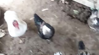 My duck????????