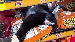 he just lays there