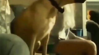 funny videos