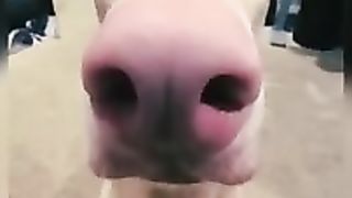 Challenge to watch the entire video without laughing ???? #1 Best Joyful Dog Videos 2024