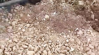 حرث شجر التفاح