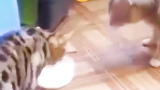 cat very funny