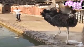Try not to laugh funny videos | Funny moments