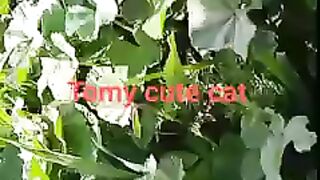 Tomy cute cat