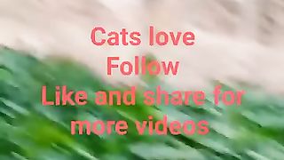 Cats love