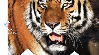 Animal World