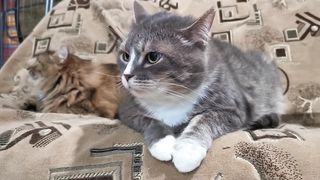 Title: "Whisker Wonderland: The Purrfect Life of a Playful Cat ????"