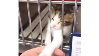 funny cat hhh