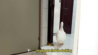 The cat is surprised!The duckling abandoned the mother duck, but the mother duck was not angry!funny.