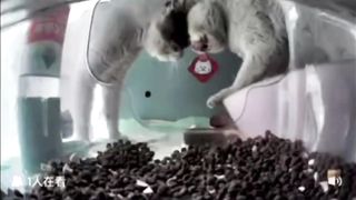 The great war of the century caused by cat food”????-????