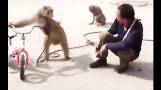 Funniest Monkey