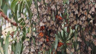 Whispers of Migration: Witness Thousands of Monarch Butterflies on an Eucalyptus Tree