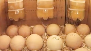 Hatching desi chicks