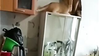 портал