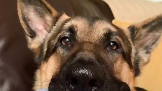 Does your dog make this noise too