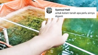 Apakah DIKOLAM TANAH perlu ganti air❓ Bagaimana caranya❓Apakah lumpur perlu diangkat❓