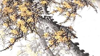 손가락 수목화 그리기