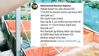 Berapa jumlah TEBAR BIBIT dikolam BULAT D3 T1❓Kolam buat lain silahkan samakan saja ya