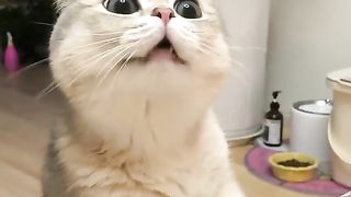 The Fascinating World of Cats: Unveiling the Secrets of Feline Companions