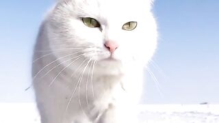 The Fascinating World of Cats: Unveiling the Secrets of Feline Companions