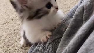 The Fascinating World of Cats: Unveiling the Secrets of Feline Companions