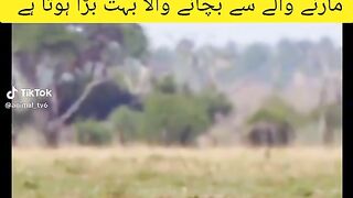 Wildlife