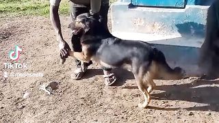 Dog training