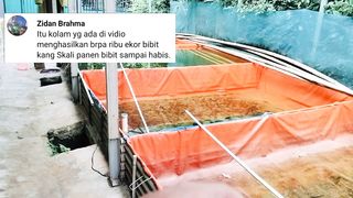Segini BIBIT LELE yang saya hasilkan dikolam ini dalam 1 siklus❗Dengan catatan semuanya aspek mendukung