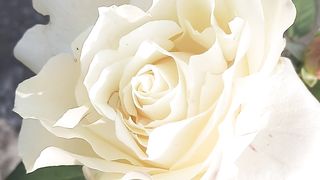 Beautiful white Rose