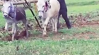 مهرجانات شورتس صيف 2024