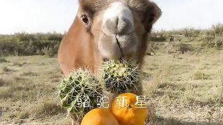 선인장은 나의 간식