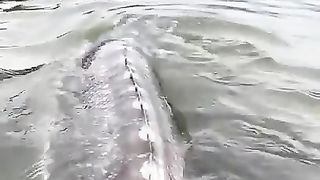 Giant Sturgeon fish in Canada