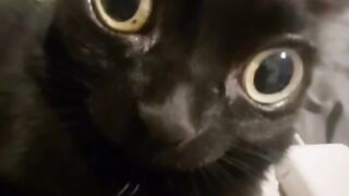 Batman cat