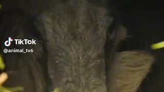 Wildlife