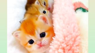 Cutes cats